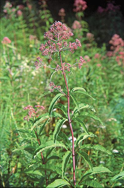 Fig 17. Tall plants like joe-pye-weed are great nectar sources
